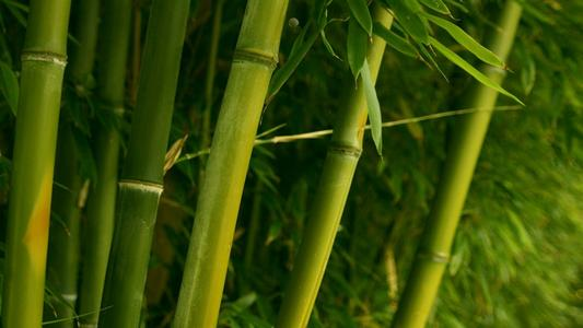 Almofadas de amamentação em bambu laváveis Almofadas de amamentação reutilizáveis à prova de derrames